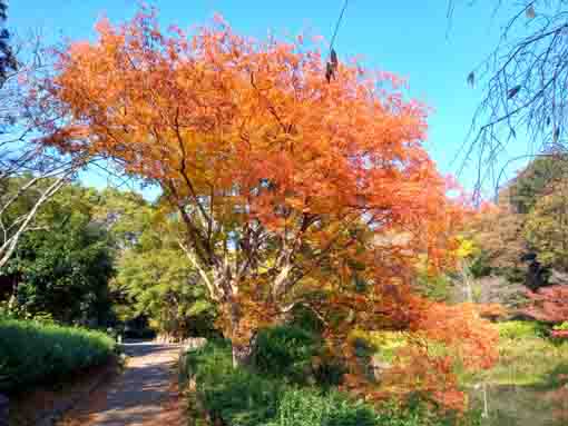 令和5年秋ジュンサイ池緑地公園の紅葉5
