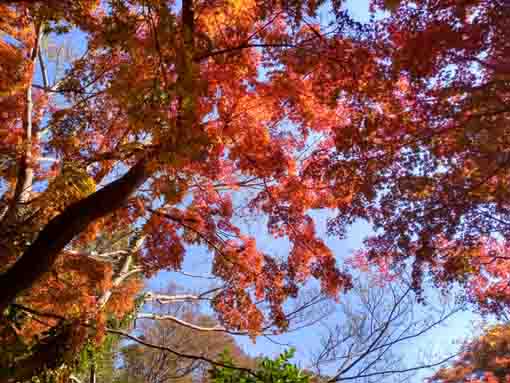 �ߘa�T�N�H�W�����T�C�r�Βn�����̍g�t�U