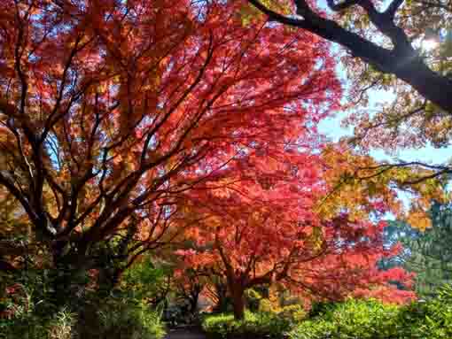 令和5年秋ジュンサイ池緑地公園の紅葉7