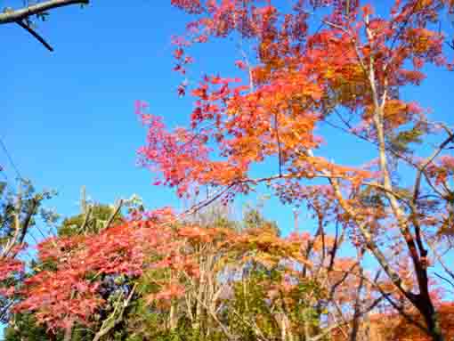 �ߘa�T�N�H�W�����T�C�r�Βn�����̍g�t�W