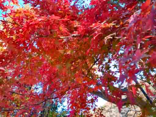 令和5年秋ジュンサイ池緑地公園の紅葉9