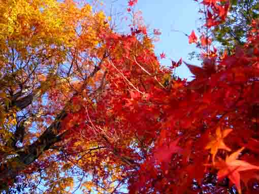 �ߘa�T�N�H�W�����T�C�r�Βn�����̍g�t�P�O