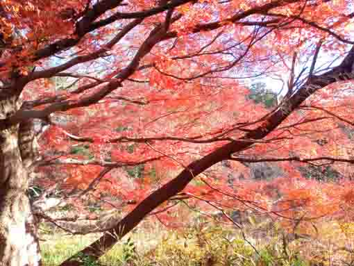 令和5年秋ジュンサイ池緑地公園の紅葉11