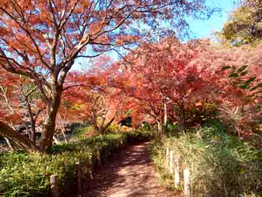 �ߘa�T�N�H�W�����T�C�r�Βn�����̍g�t�P�Q