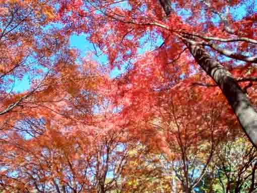 令和5年秋ジュンサイ池緑地公園の紅葉13