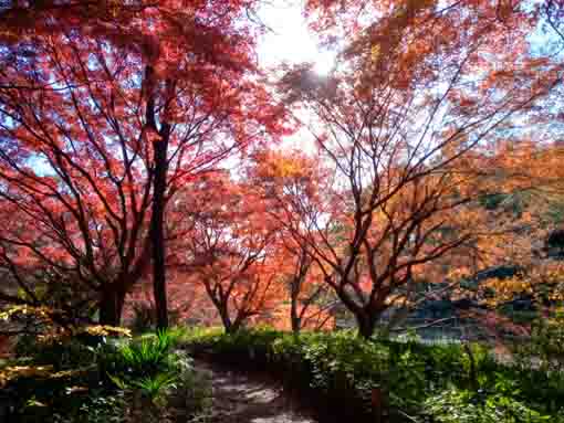 �ߘa�T�N�H�W�����T�C�r�Βn�����̍g�t�P�S