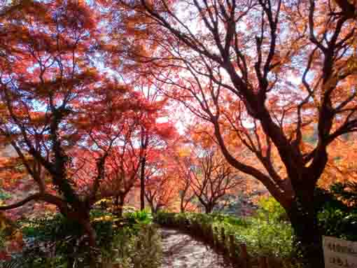 令和5年秋ジュンサイ池緑地公園の紅葉15