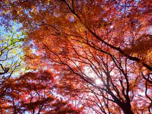 �ߘa�T�N�H�W�����T�C�r�Βn�����̍g�t�P�U