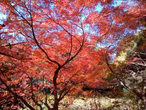令和5年秋ジュンサイ池緑地公園の紅葉17