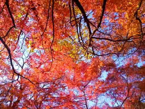 令和5年秋ジュンサイ池緑地公園の紅葉19