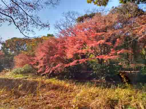 �ߘa�T�N�H�W�����T�C�r�Βn�����̍g�t�Q�O