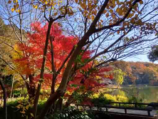 令和5年秋ジュンサイ池緑地公園の紅葉21