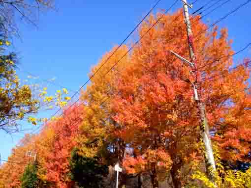 �ߘa�T�N�H�W�����T�C�r�Βn�����̍g�t�Q�Q