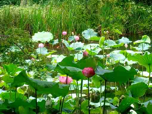 令和５年夏ジュンサイ池に咲く蓮の花２