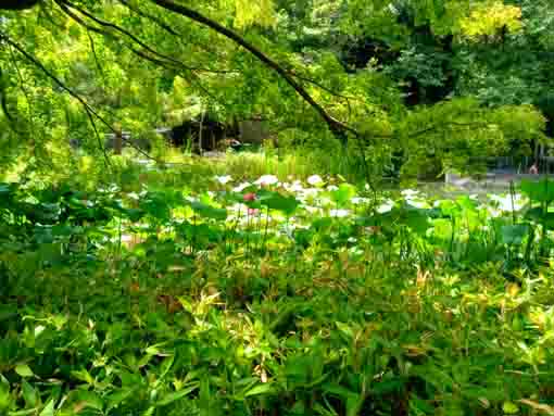 令和５年夏ジュンサイ池に咲く蓮の花１