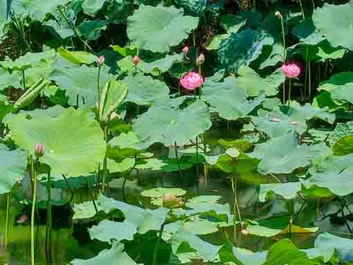 令和５年夏ジュンサイ池に咲く蓮の花３