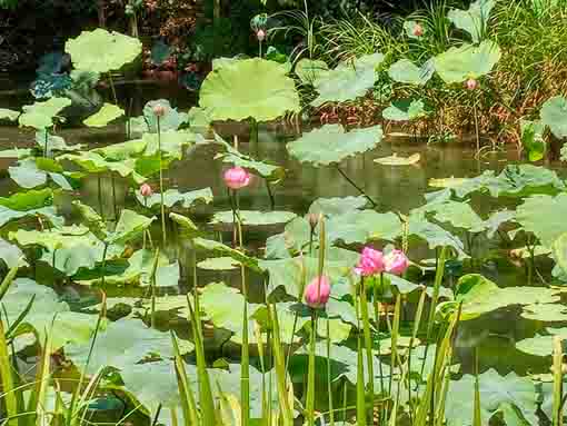 令和５年夏ジュンサイ池に咲く蓮の花４