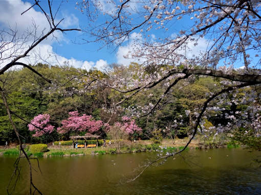 令和６年ジュンサイ池緑地公園のソメイヨシノ1