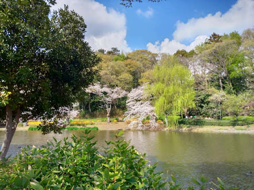 令和６年ジュンサイ池緑地公園のソメイヨシノ２