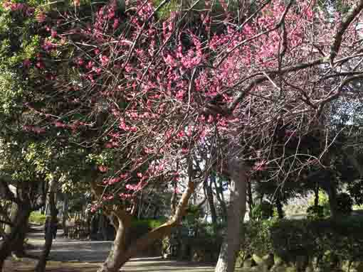 ジュンサイ池緑地公園を彩る梅の花１