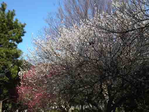 ジュンサイ池緑地公園を彩る梅の花２