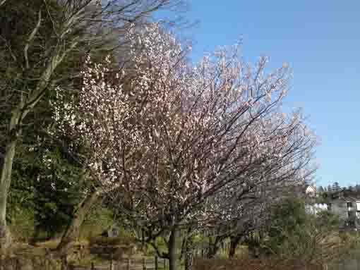 ジュンサイ池緑地公園を彩る梅の花３