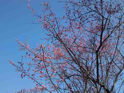 ジュンサイ池緑地公園を彩る梅の花４
