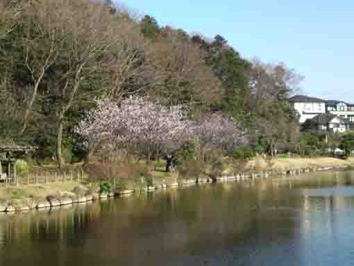 ジュンサイ池緑地公園を彩る梅の花５