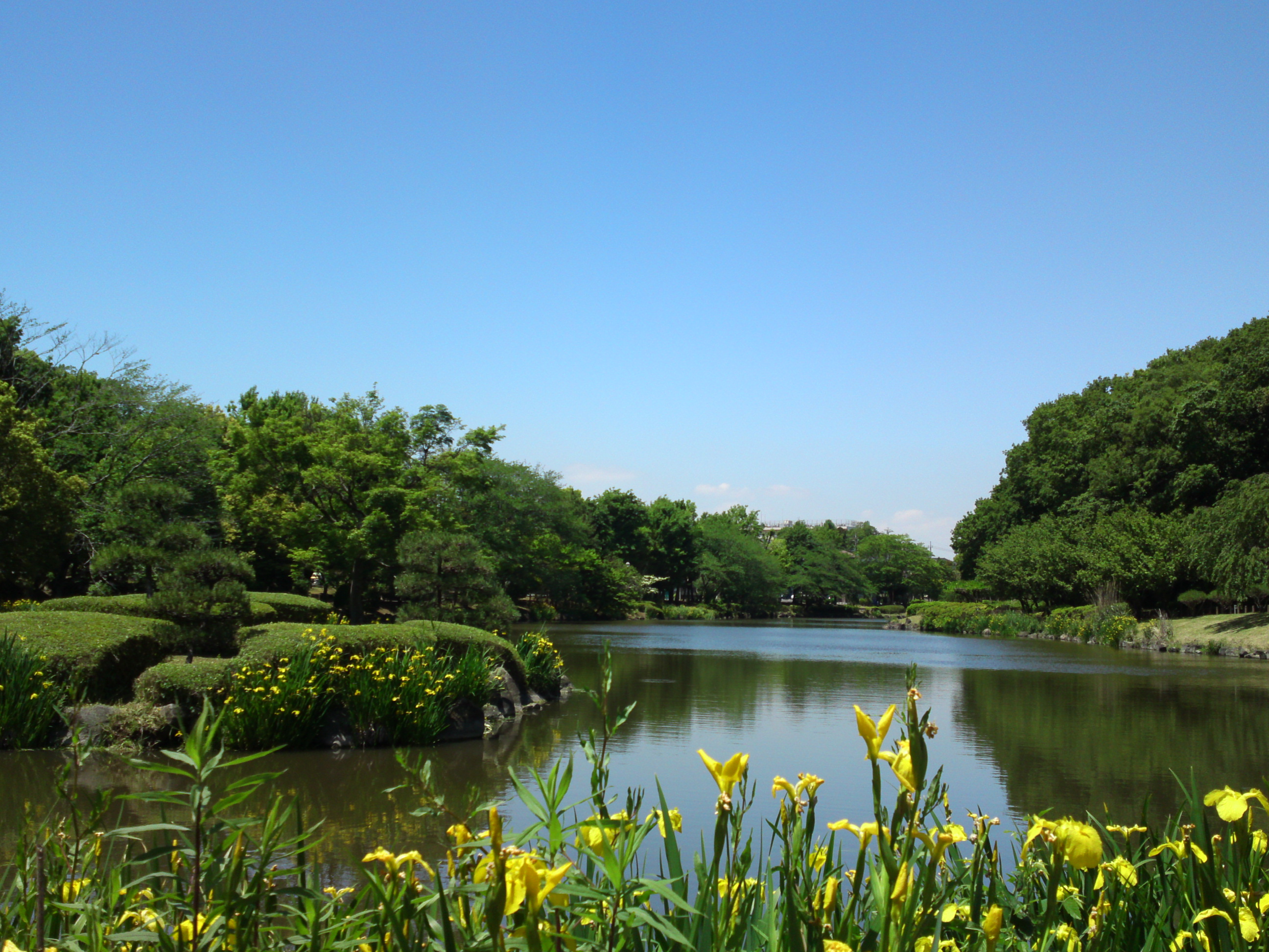 2016年黃菖蒲の咲くじゅんさい池緑地公園１