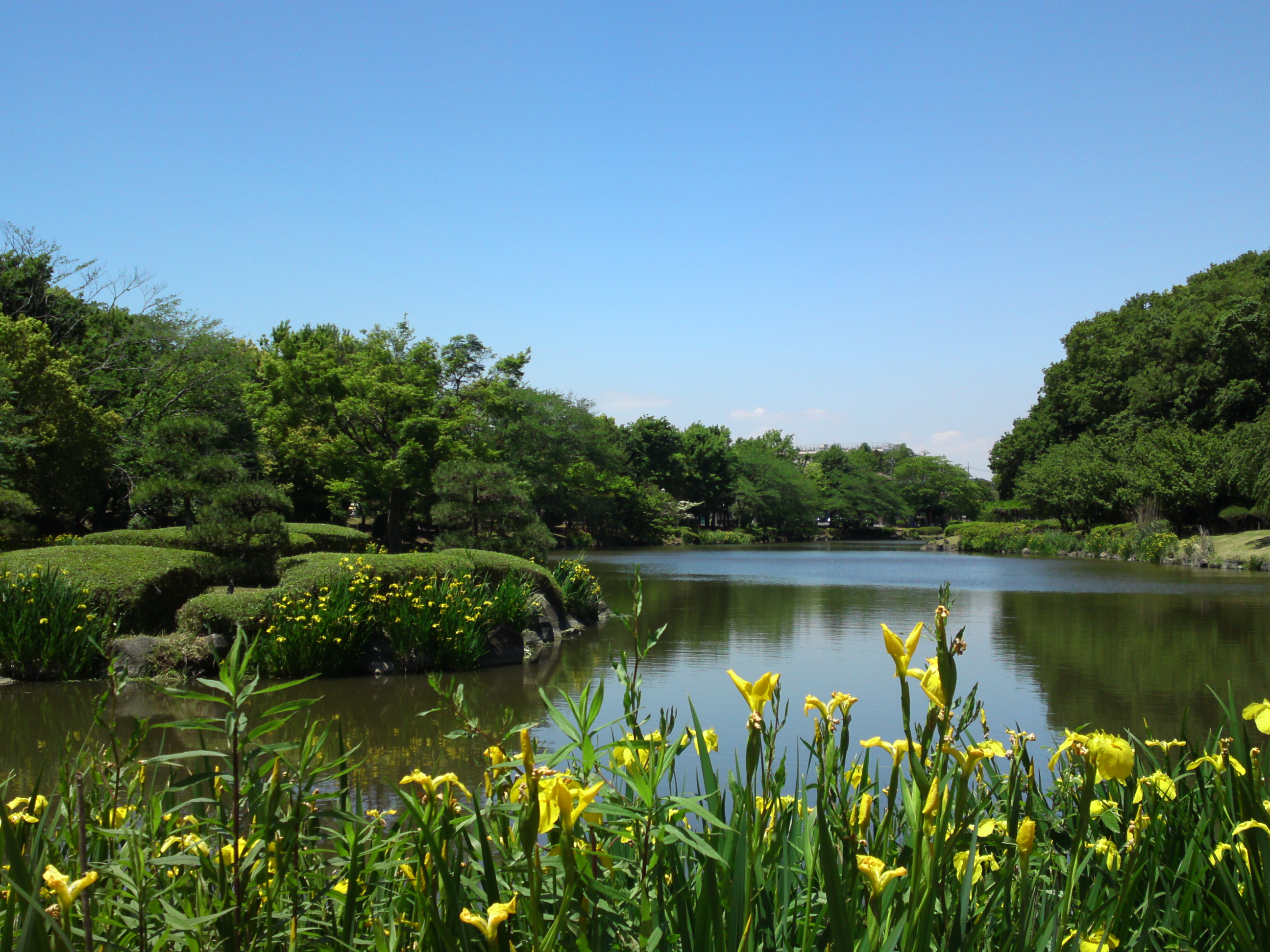2016年黃菖蒲の咲くじゅんさい池緑地公園２