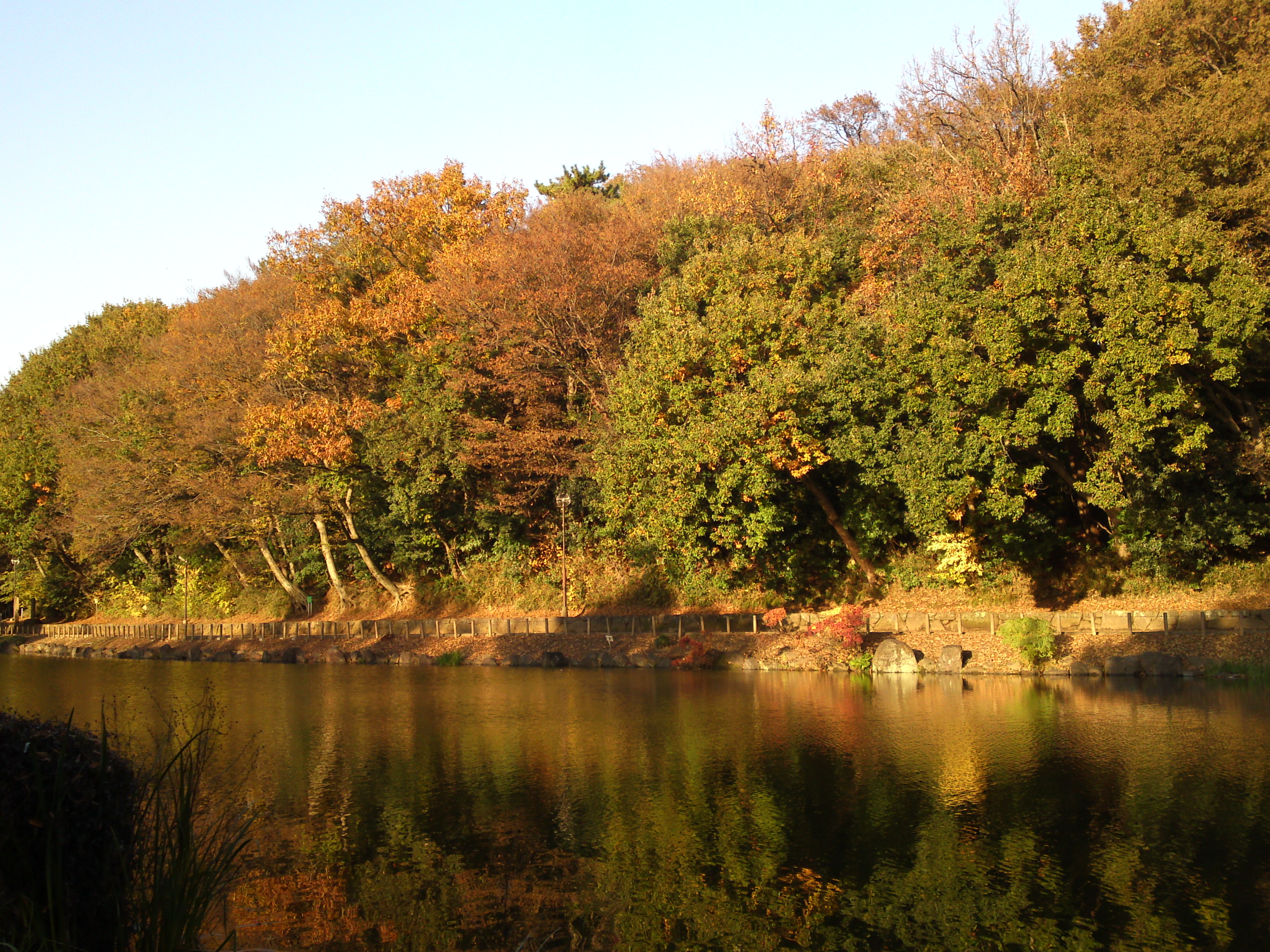 2016年じゅんさい池緑地公園秋の風景１