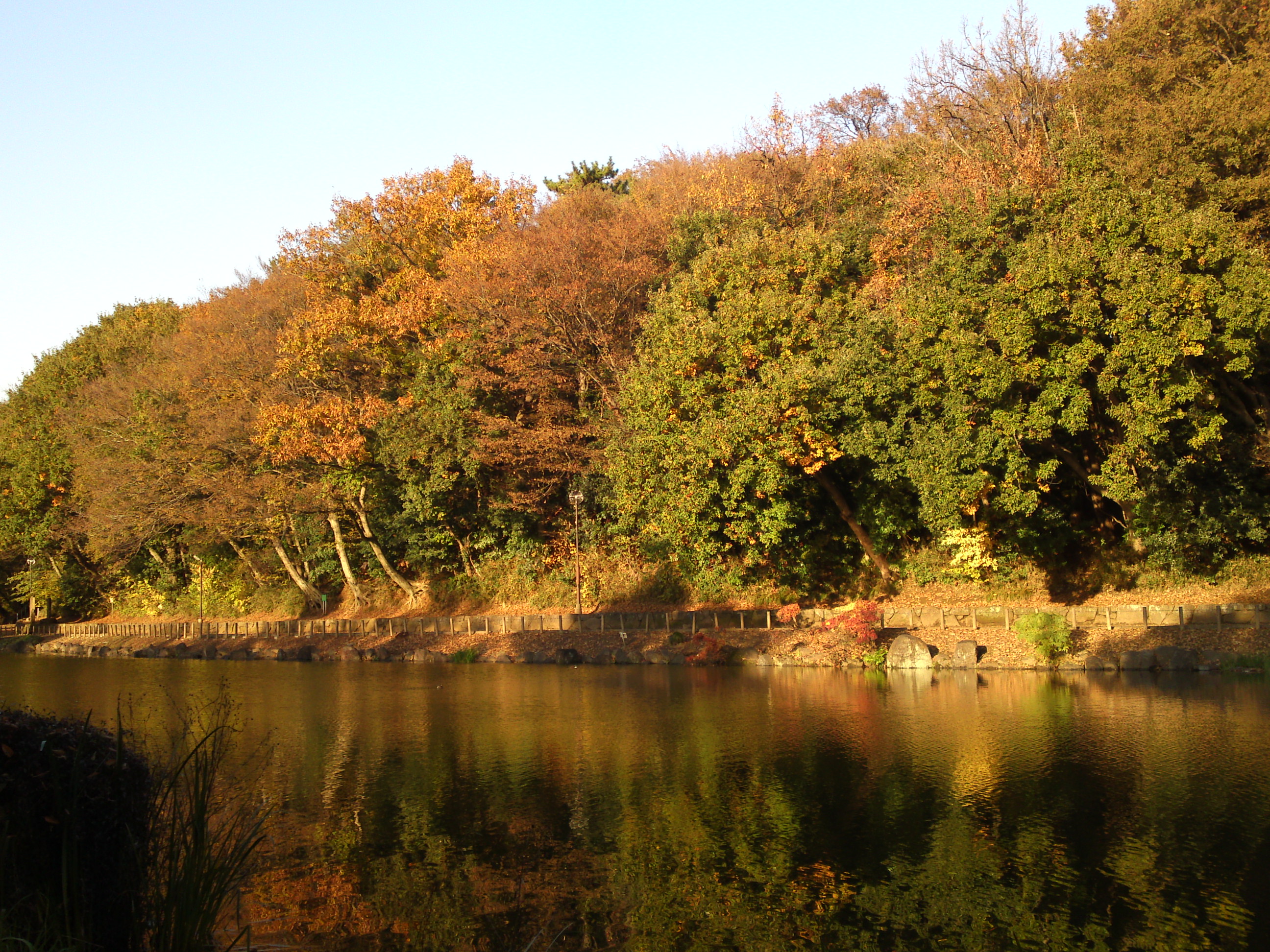 2016年じゅんさい池緑地公園秋の風景２