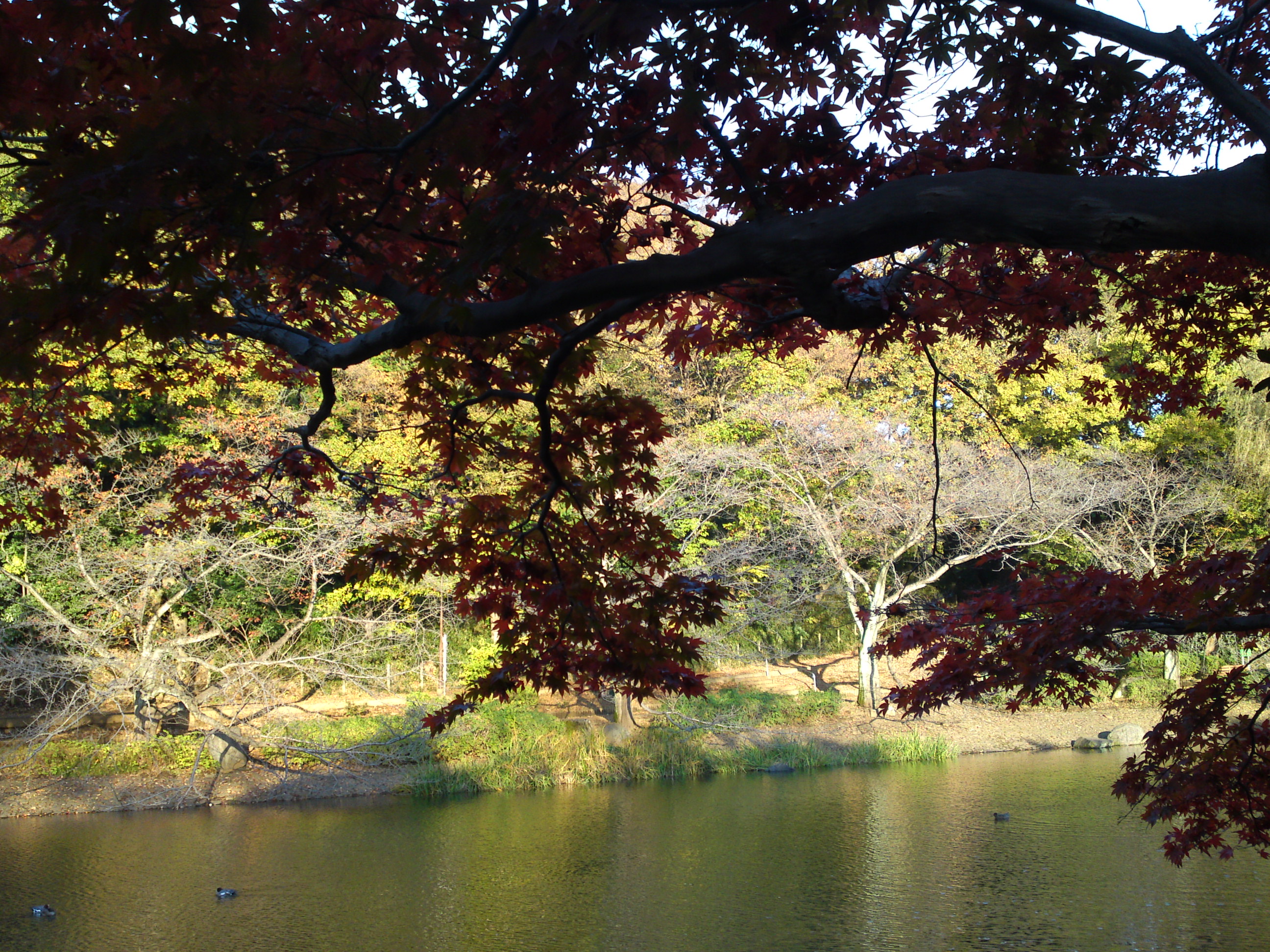 2016年じゅんさい池緑地公園秋の風景３