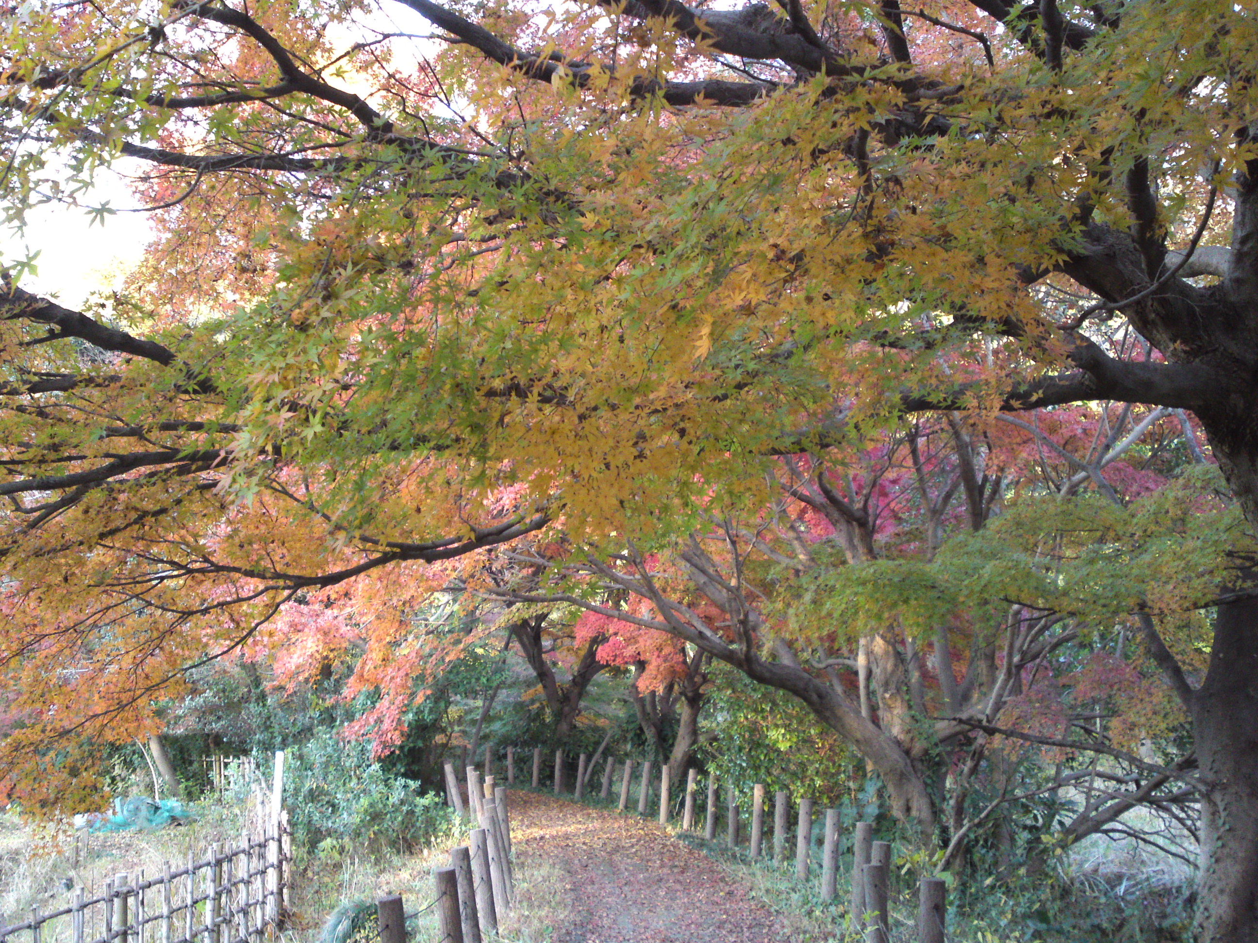 2016年秋じゅんさい池緑地公園の紅葉１