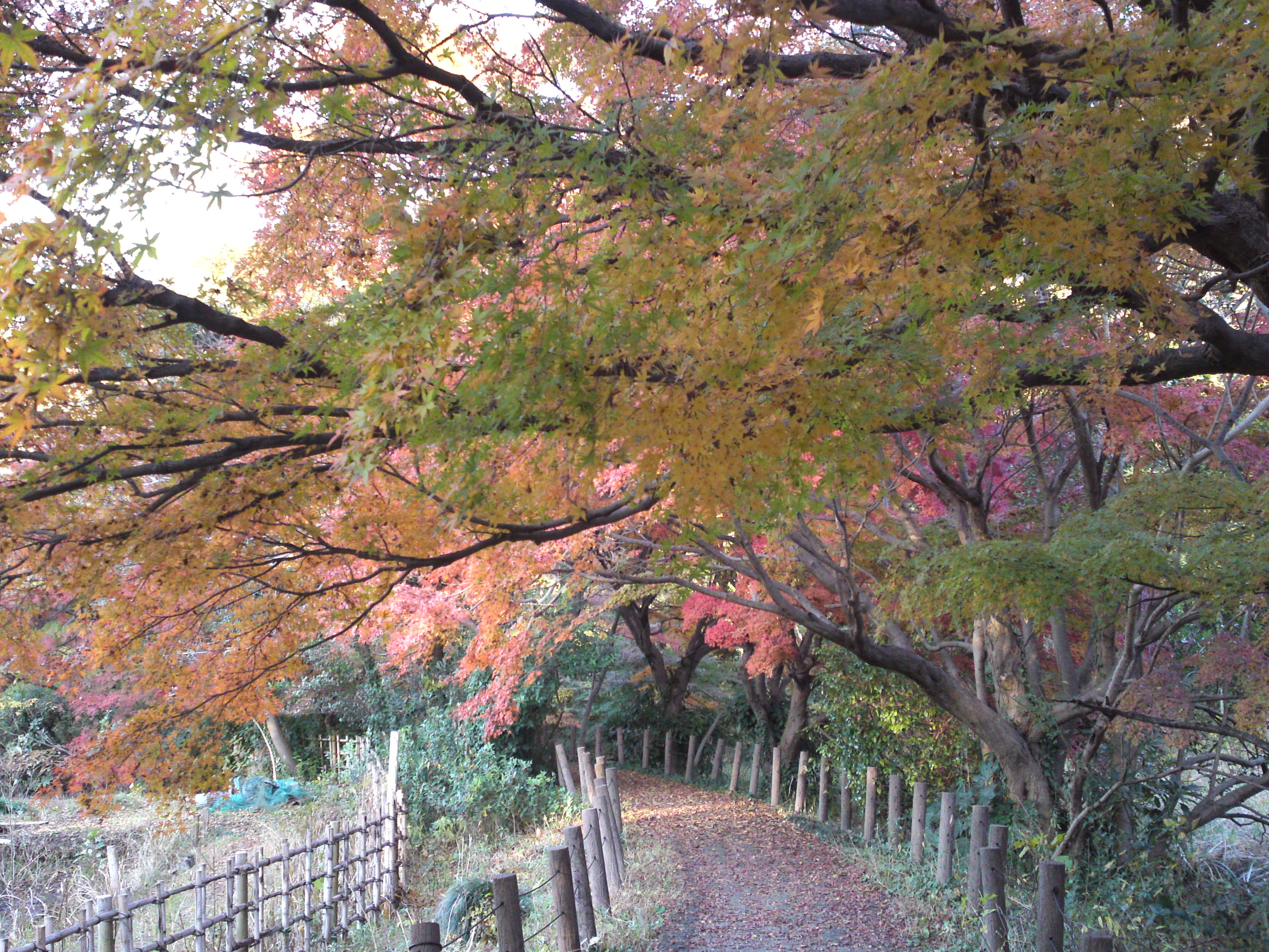 2016年秋じゅんさい池緑地公園の紅葉２