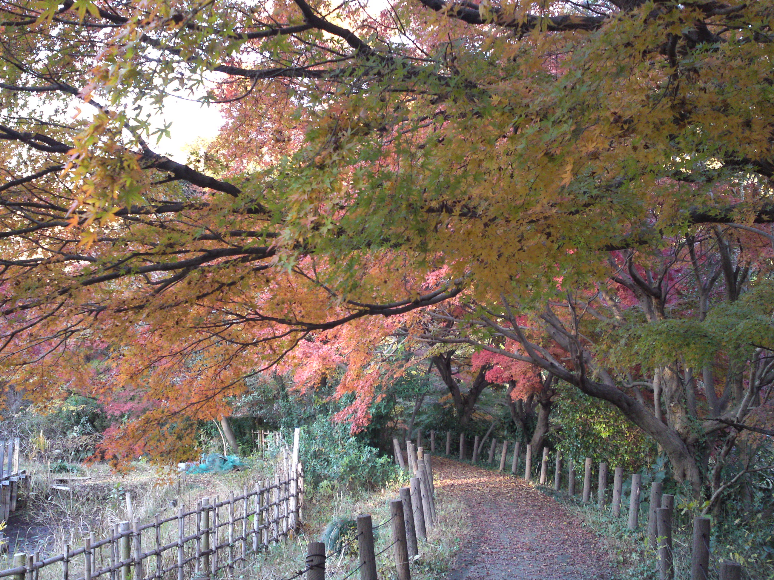 2016年秋じゅんさい池緑地公園の紅葉３