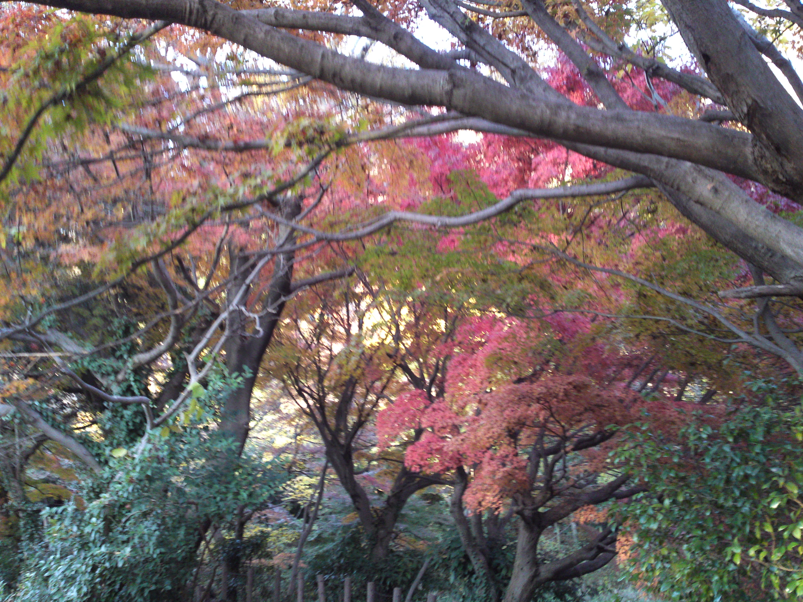 2016年秋じゅんさい池緑地公園の紅葉４