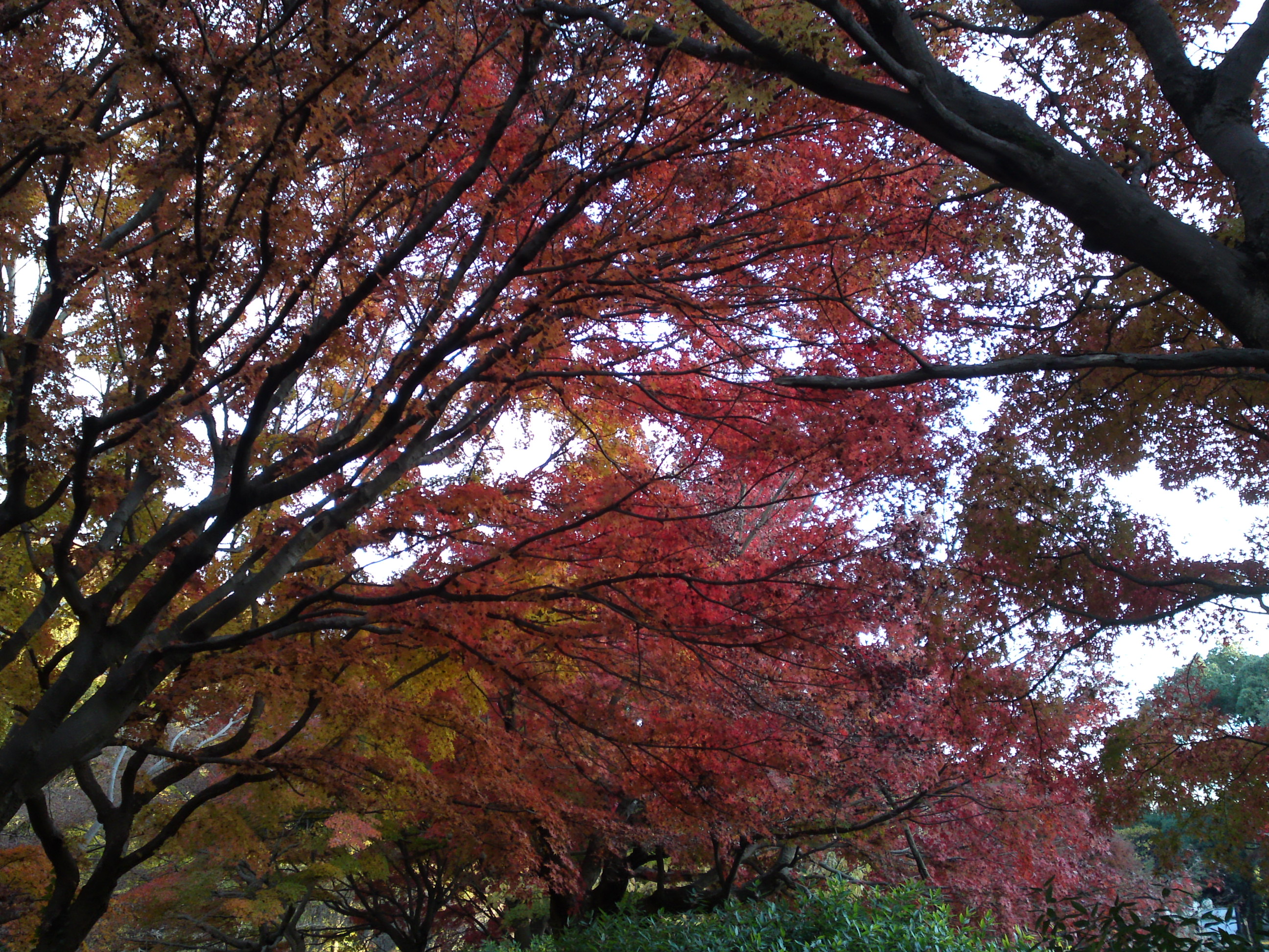 2016年秋じゅんさい池緑地公園の紅葉５