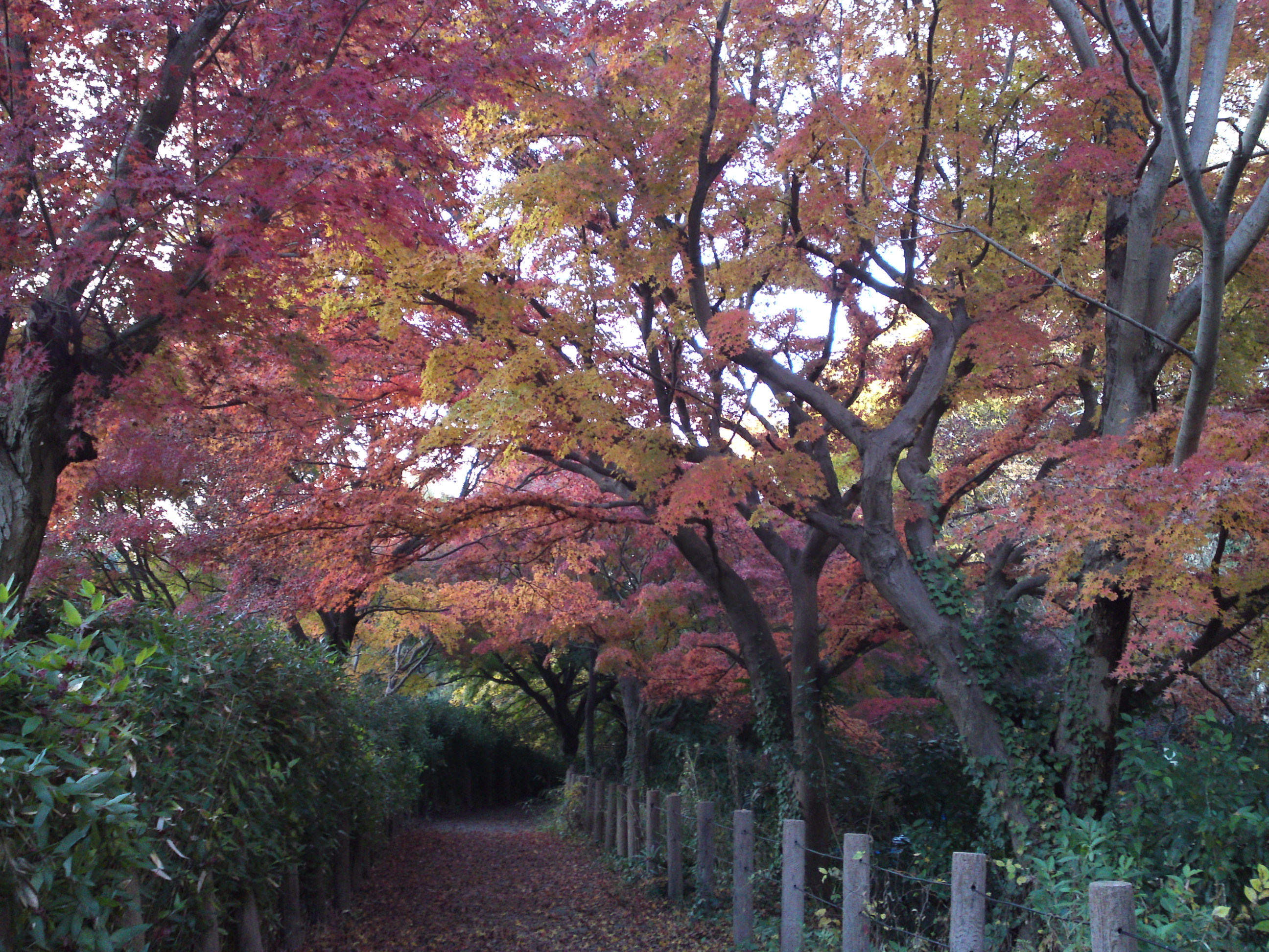 2016年秋じゅんさい池緑地公園の紅葉７