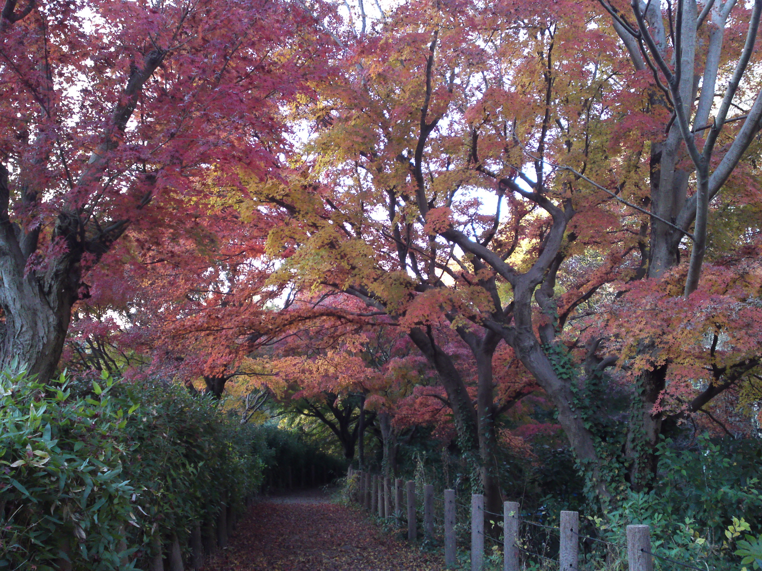 2016年秋じゅんさい池緑地公園の紅葉８