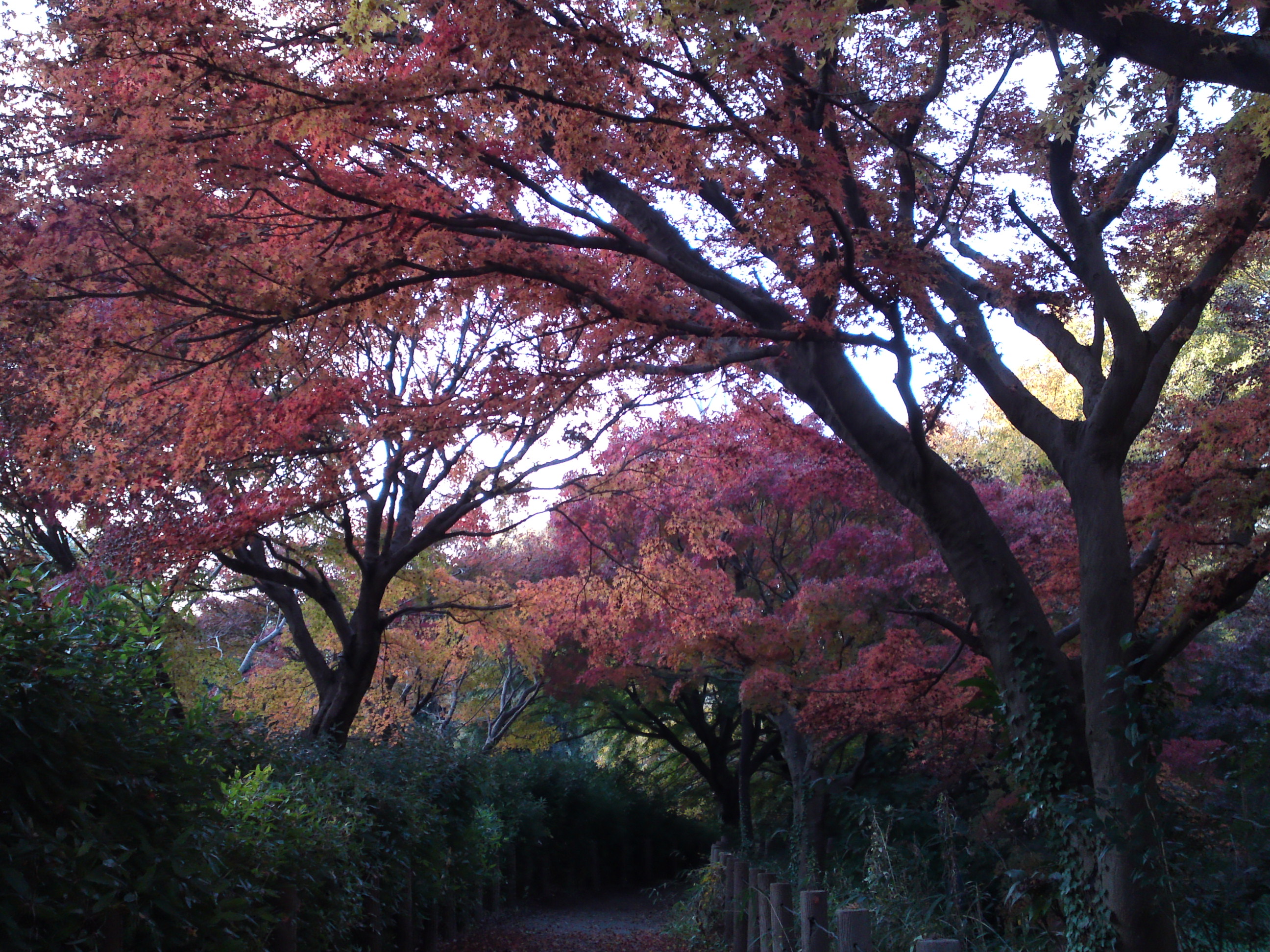 2016年秋じゅんさい池緑地公園の紅葉９