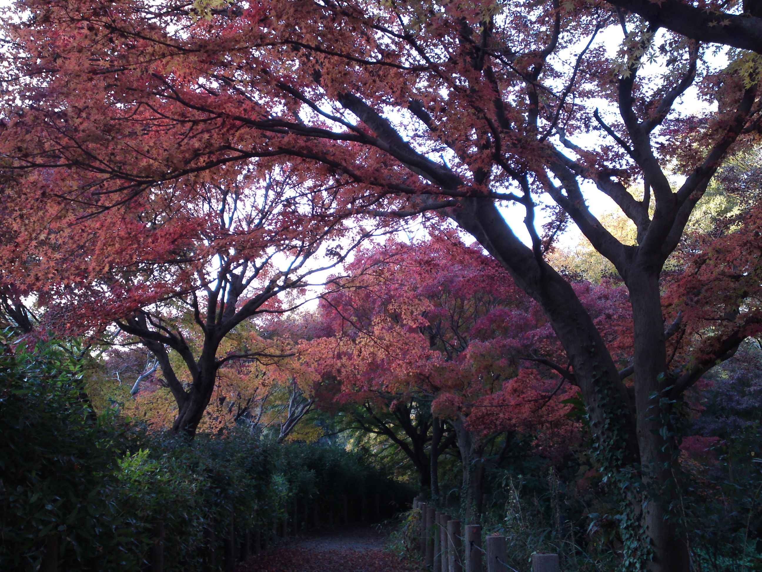 2016年秋じゅんさい池緑地公園の紅葉１０