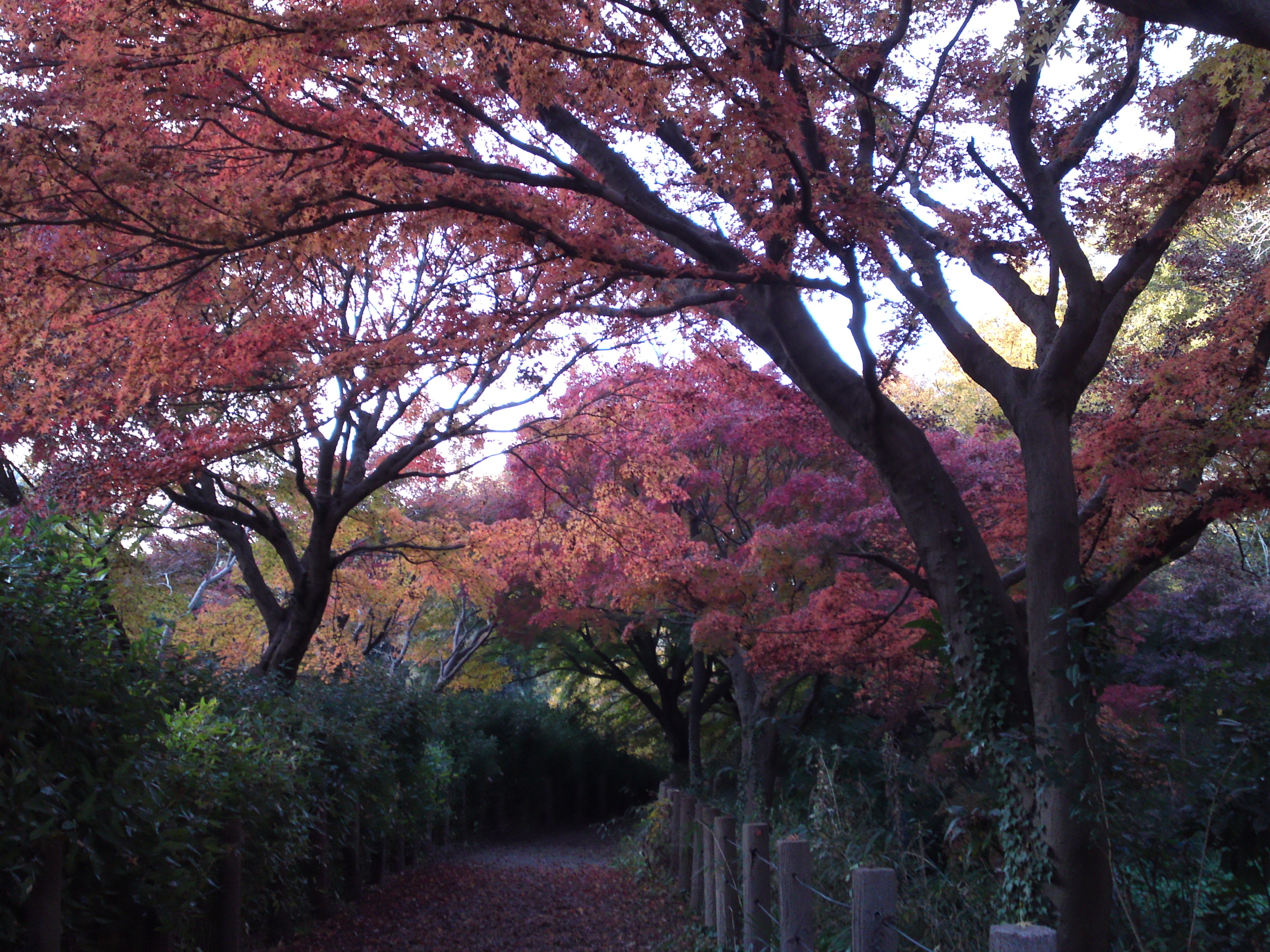 2016年秋じゅんさい池緑地公園の紅葉１１