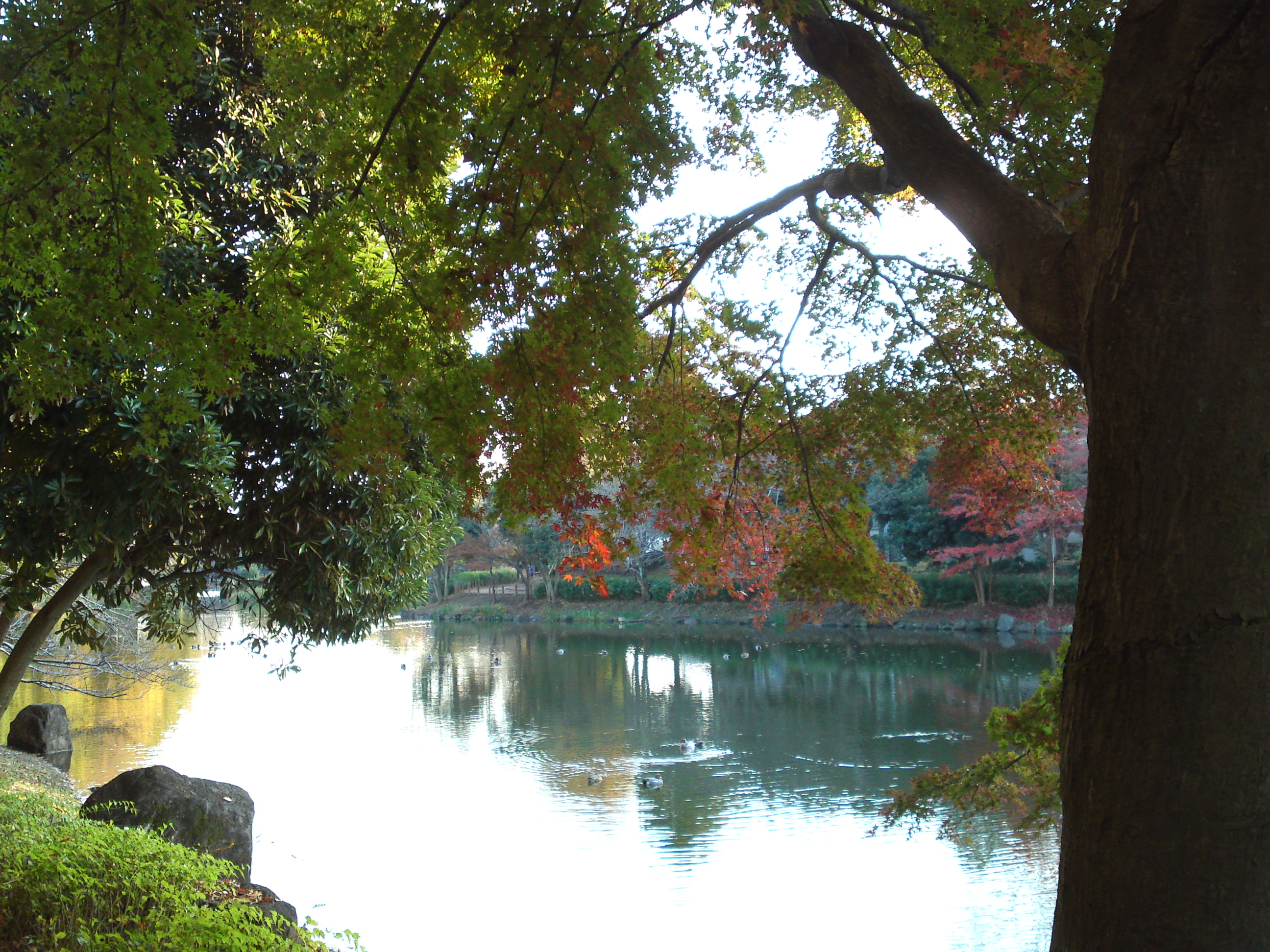 2016年じゅんさい池緑地公園秋の風景５