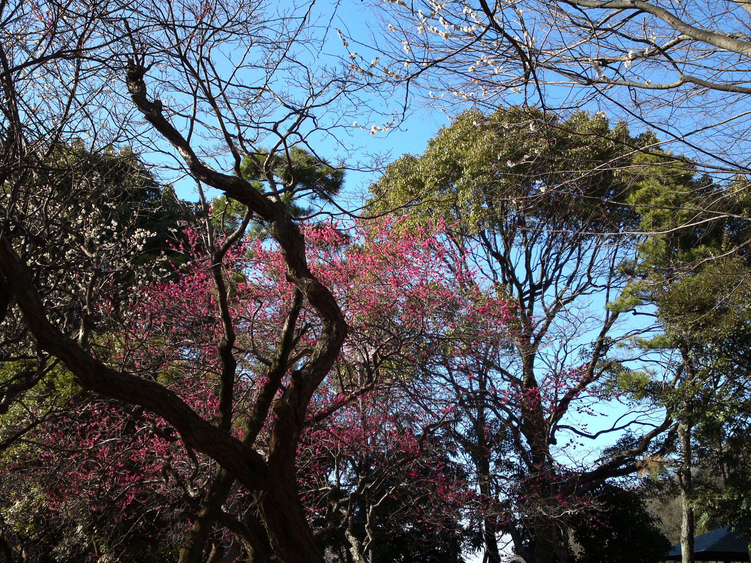 2017年早春じゅんさい池緑地公園の梅園１