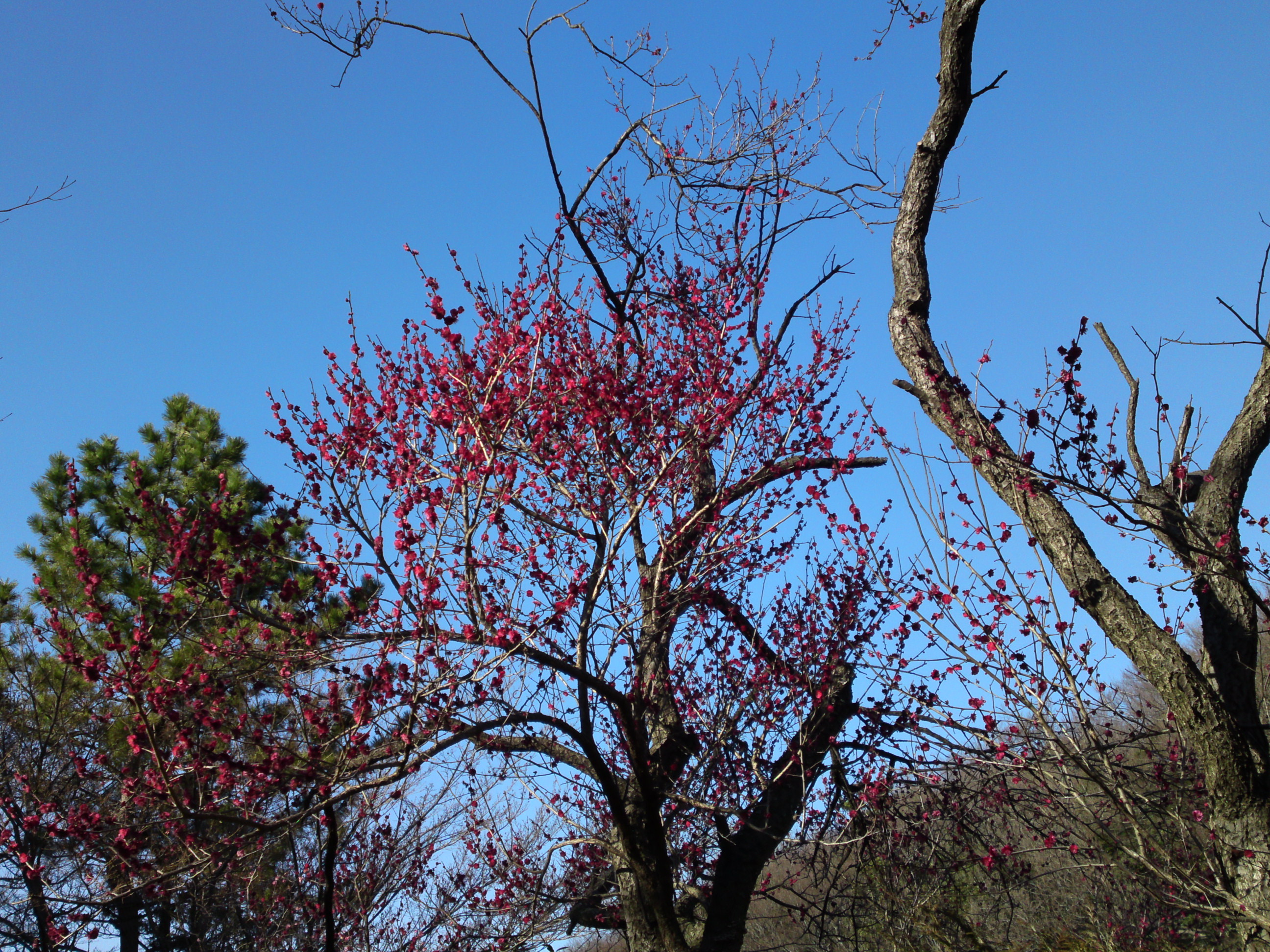 2017年早春じゅんさい池緑地公園の梅園２