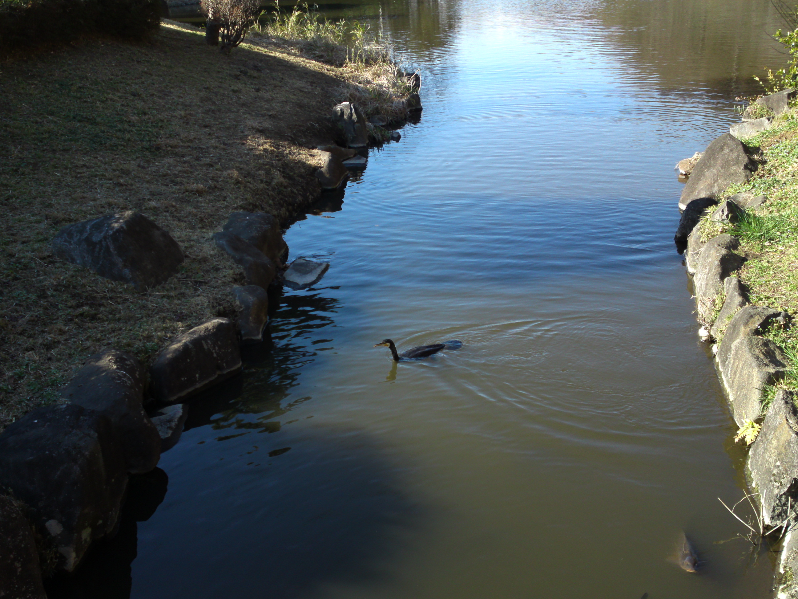 2017年じゅんさい池緑地公園水辺の風景１