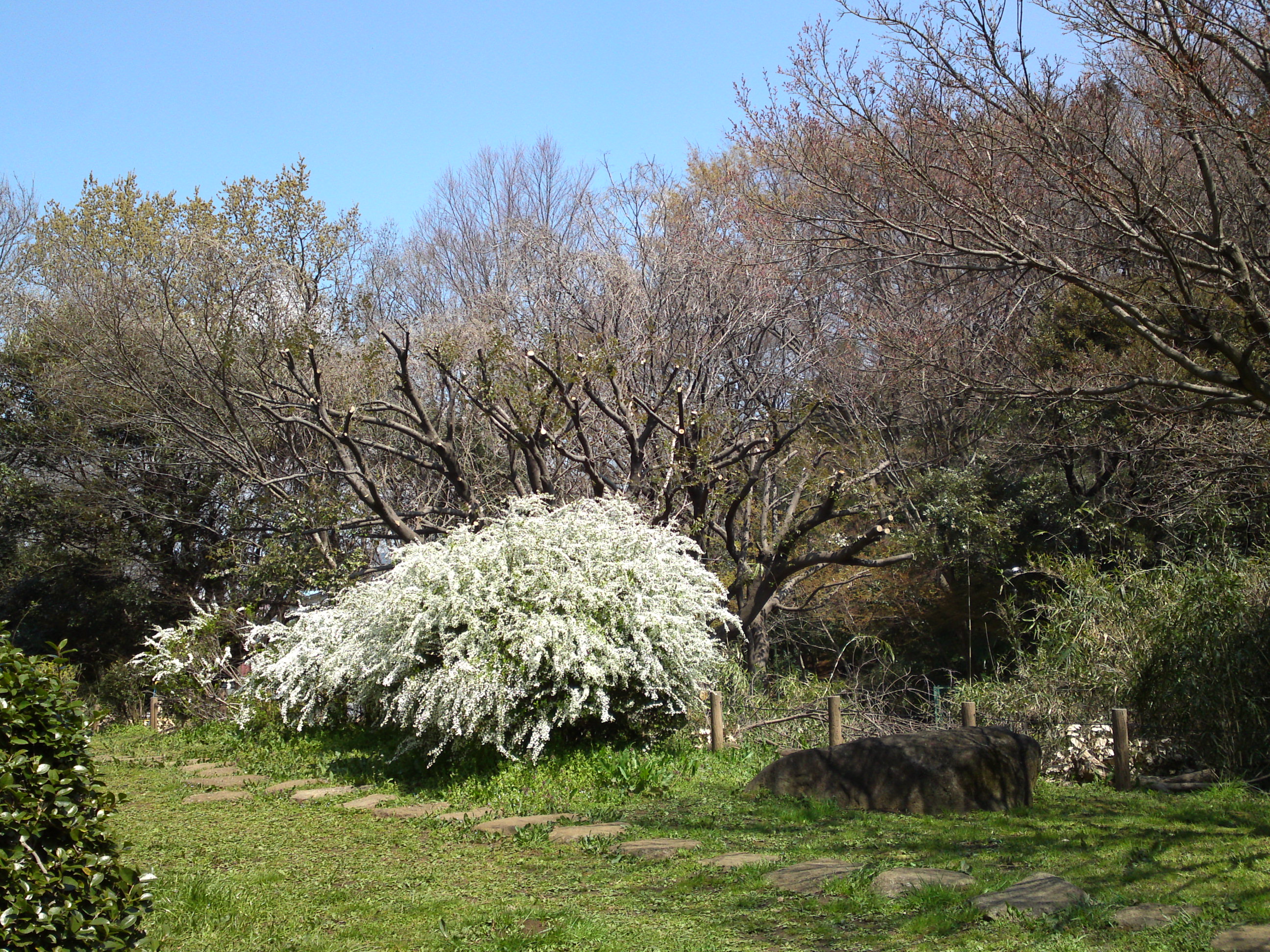 2017年じゅんさい池緑地公園のユキヤナギ１