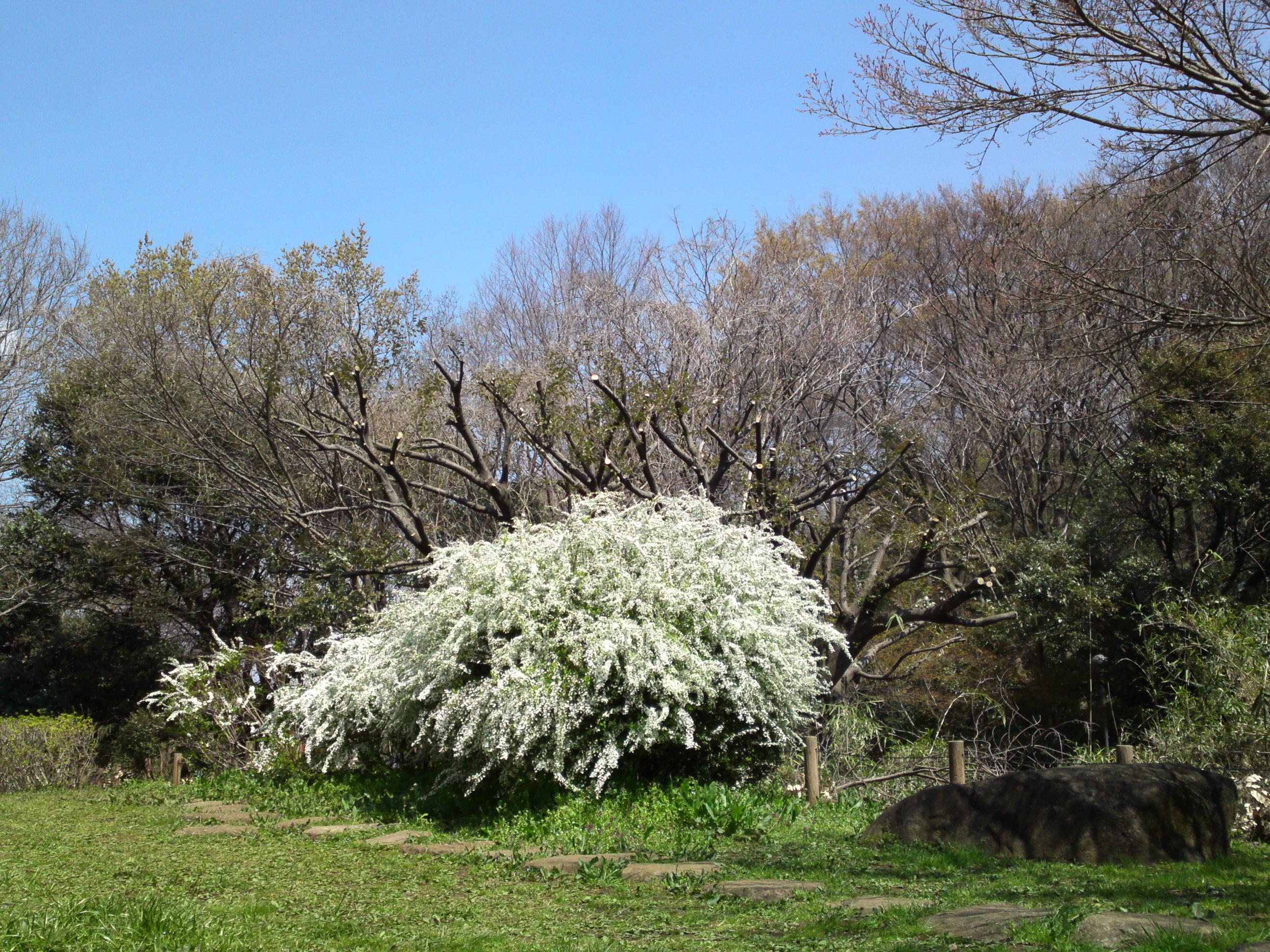 2017年じゅんさい池緑地公園のユキヤナギ２