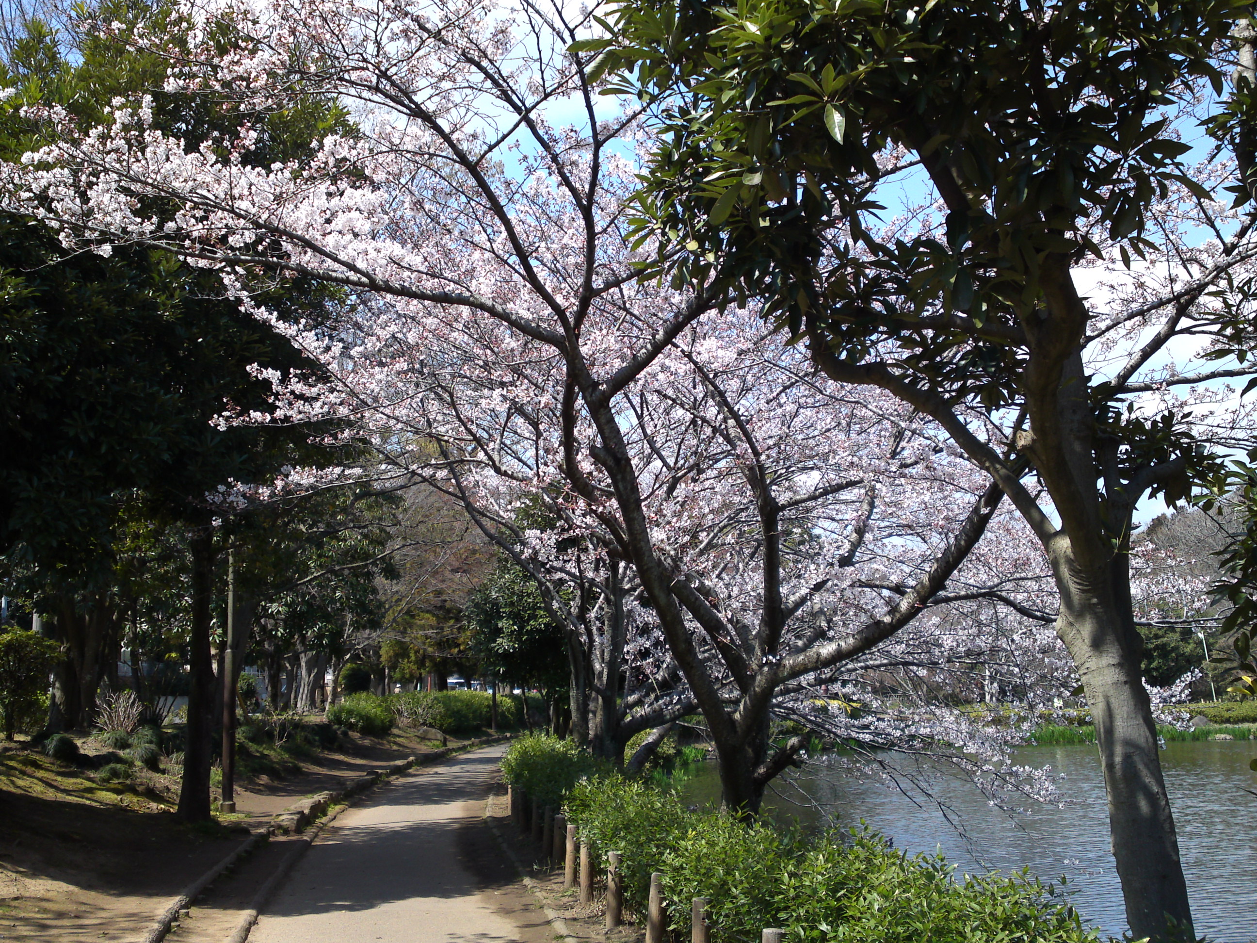 2017年じゅんさい池緑地公園に咲く桜２